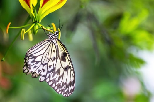 Beautiful rice paper butterfly is posing on flower. Horizontally.