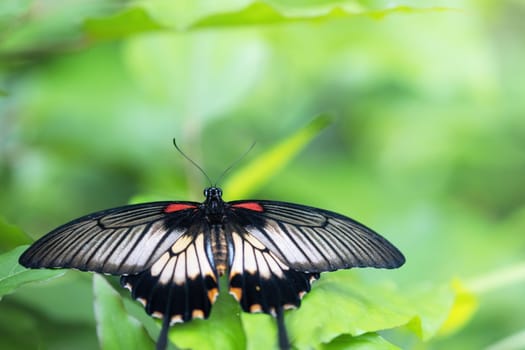 Southeast Asian Great Mormon butterfly sitting  on green plant with open wings. Horizontally.
