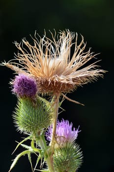 Milk thistles ( Silybum marianum )