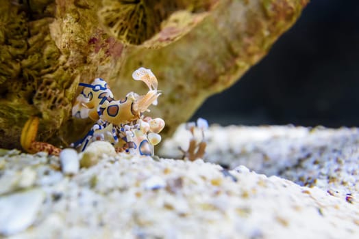 Harlequin shrimp or Hymenocera picta is a species of saltwater shrimp found at coral reefs in the tropical