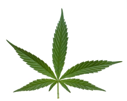 hanf, cannabis, sativa, Hanfblaetter