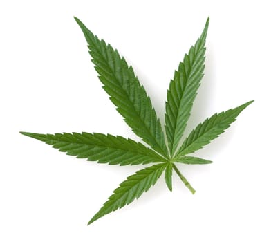 hanf, cannabis, sativa, Hanfblaetter