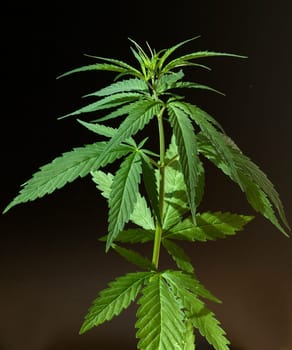 hanf, cannabis, sativa, Hanfblaetter