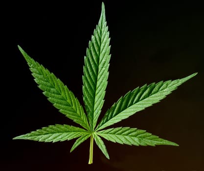 hanf, cannabis, sativa, Hanfblaetter