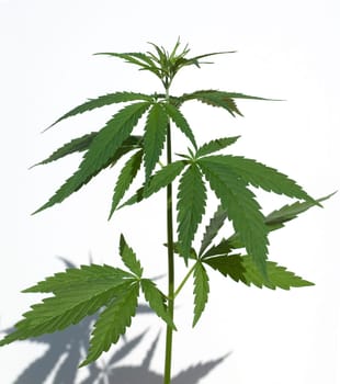 hanf, cannabis, sativa, Hanfblaetter