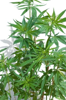 hanf, cannabis, sativa, Hanfblaetter