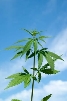 hanf, cannabis, sativa, Hanfblaetter