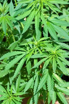 hanf, cannabis, sativa, Hanfblaetter