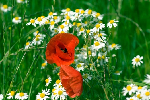 Klatschmohn  Papaver, rhoeas  Kamille