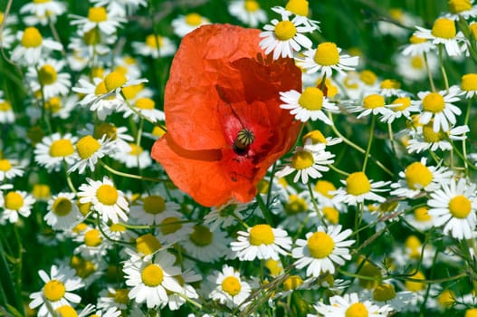 Klatschmohn  Papaver, rhoeas  Kamille