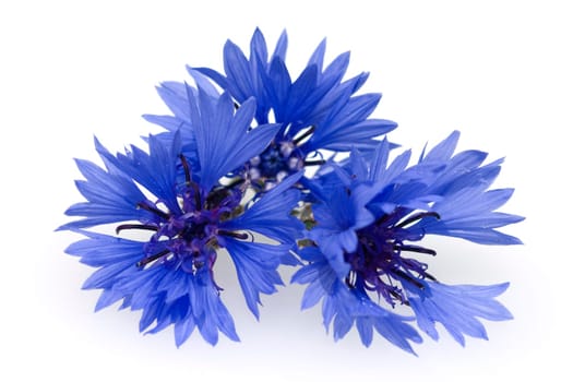 Kornblume  Centaurea  cyanus  Ackerpflanzen  Kornblumen