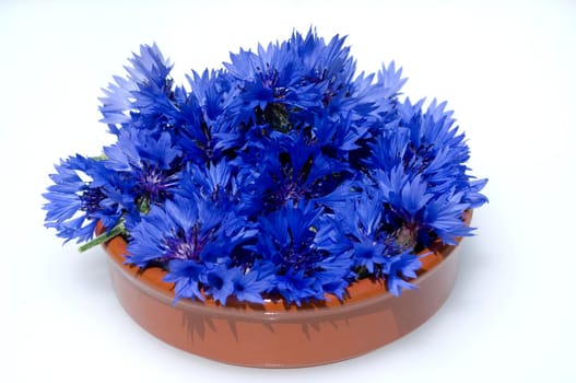 Kornblume  Centaurea  cyanus  Ackerpflanzen  Kornblumen