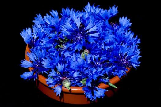 Kornblume  Centaurea  cyanus  Ackerpflanzen  Kornblumen