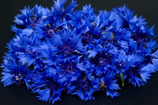 Kornblume  Centaurea  cyanus  Ackerpflanzen  Kornblumen