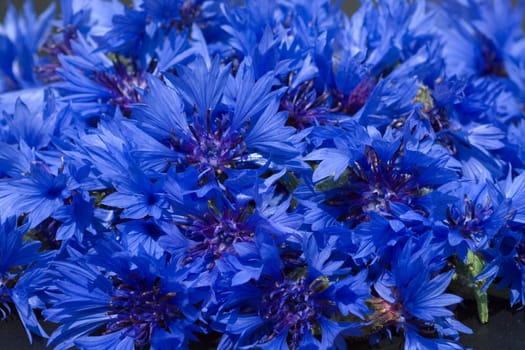 Kornblume  Centaurea  cyanus  Ackerpflanzen  Kornblumen