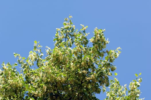 Lindenblueten  Tilia platyphyllos