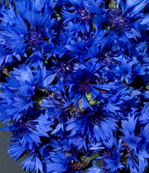 Kornblume  Centaurea  cyanus  Ackerpflanzen  Kornblumen