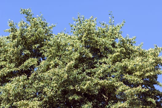 Winterlinde  Lindenblatt  Tilia Cordata