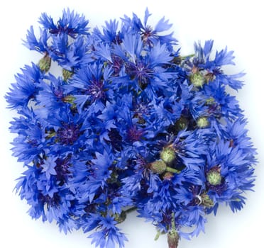 Kornblume  Centaurea  cyanus  Ackerpflanzen  Kornblumen