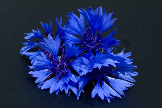 Kornblume  Centaurea  cyanus  Ackerpflanzen  Kornblumen