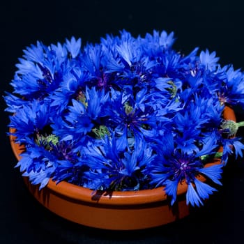 Kornblume  Centaurea  cyanus  Ackerpflanzen  Kornblumen