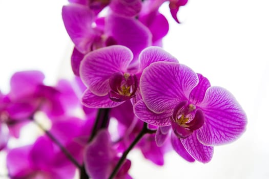 Close up view of a purple orchid on white background