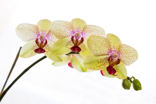 Close up view of orchid on white background