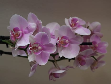 orchid beautiful natural flower delicate aromatic different