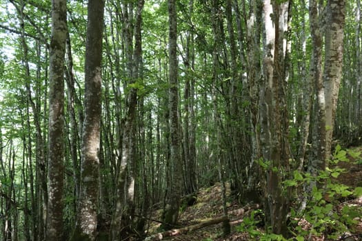 beautiful forest bean trees nature shade green leaves