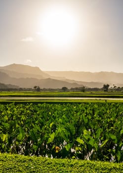 Lush taro fields bask in the sun near Hanalei on Kauai's north shore, framed by verdant mountains and clear skies. Tranquil agricultural scene