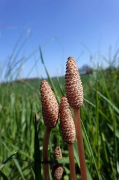 fertile Sprossen des Acker-Schachtelhalm (Equisetum arvense) im Frühjahr, Niedersachsen, Deutschland, Oetzen
