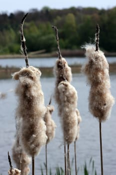 Rohrkolben (Typha spec.) am Oldenstädter See - Fruchtstände, Niedersachsen, Deutschland, Uelzen-Oldenstadt