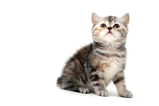 Fluffy purebred gray kitten on a white isolated background. High quality photo