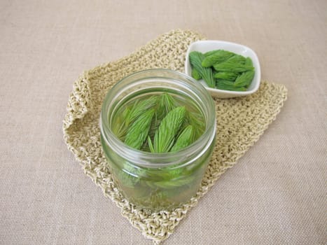 Spruce tips syrup, cold medicine with fresh shoots from tree