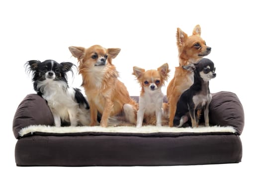 cute chihuahuas on a sofa in front of white background
