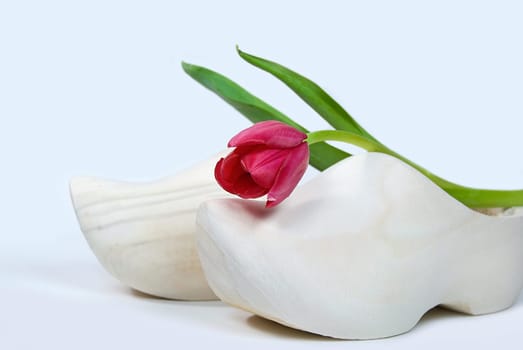 Single red tulip on a wooden shoe.