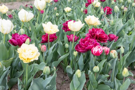 Blooming tulips field in Holland, springtime - beautiful multicolored background, sunlight