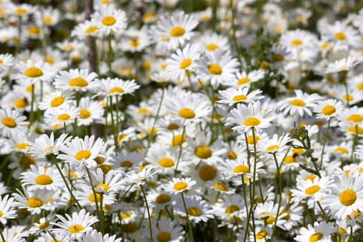 Ox-eye Daisy (Leucanthemum vulgare) in garden - close up