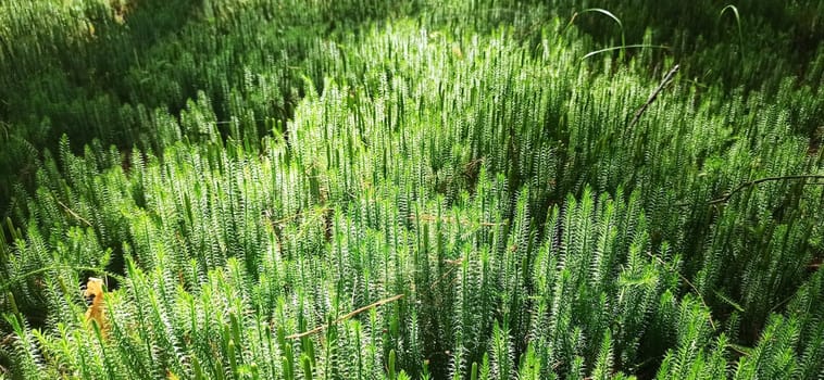 Forest plant. cypress-leaved plait moss closeup. Hypnum cupressiforme. Hypnum cupressiforme growing in forest. Hypnum cupressiforme in sunny day in wood. beautiful moss sunlit