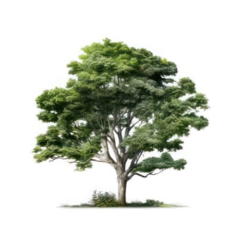 Deciduous tree isolated on white