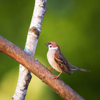 sparrow on a tree branch