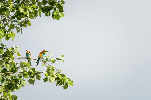 European bee-eater ( Merops apiaster ) is sitting on a twig