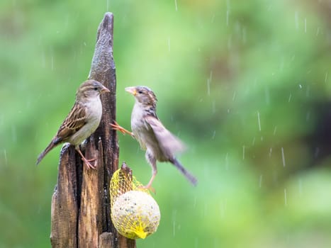 House Sparrow fighting at a seed feeder