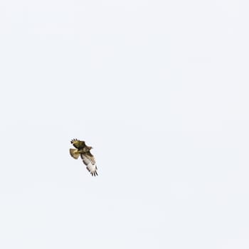 common buzzard in flight isolated png
