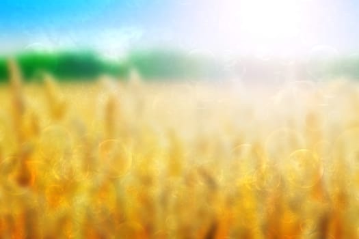 Abstract fresh vivid bright spring or summer landscape texture with natural golden yellow field, green forest and a blue bright sunny sky. Beautiful background with copy space.