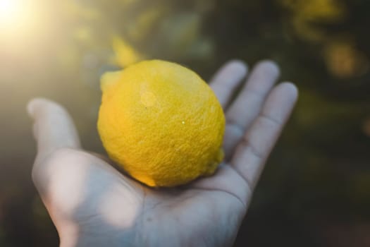 Close up of hands holding a lemon in the field, A large lemon on the palm of the hands
