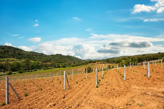 Newly planted Cannonau grape vineyard with new shoots and young leaves in spring. Young inflorescence of the vine. Traditional agriculture. Sardinia, Italy.