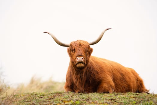 Scottish highland cattle, cow in the countryside, bull with horns on a pasture, ginger shaggy coat