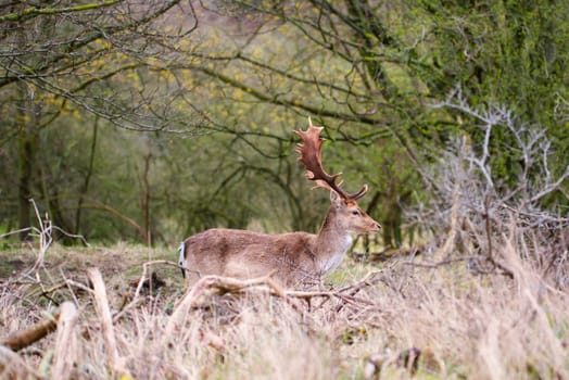 Red deer stag with antlers in spring, forest of Amsterdamse Waterleidingduinen in the Netherlands, wildlife in the woodland