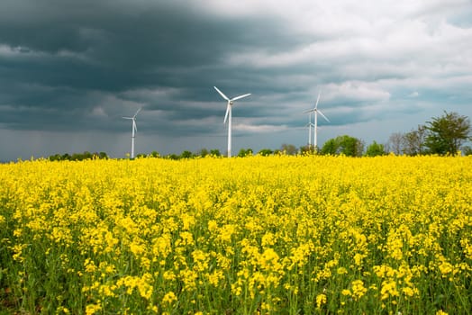 Yellow blooming raps field with windmills, agriculture and renewable sustainable energy, countryside, cultivated farmland